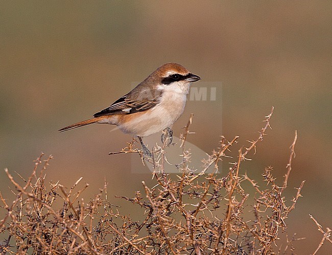 Red-tailed Shrike, Turkestaanse Klauwier, Lanius phoenicuroides stock-image by Agami/Andy & Gill Swash ,