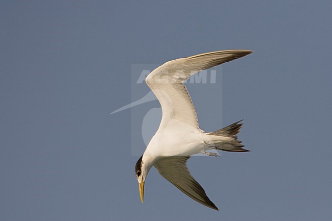 Grote Kuifstern in de vlucht; Great Crested Tern in flight stock-image by Agami/Arie Ouwerkerk,