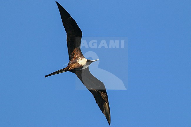 Female Magnificent Frigatebird (Fregata magnificens rothschildi) in Mexico. stock-image by Agami/Ian Davies,