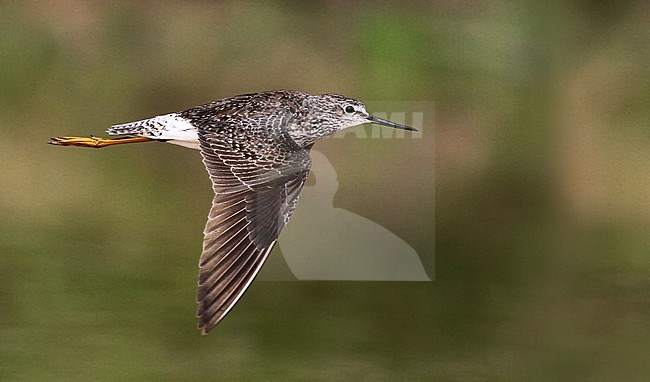 Adult Lesser Yellowlegs (Tringa flavipes) in flight, showing upper wing, over green colored lake in Bolivia as background. stock-image by Agami/Ian Davies,