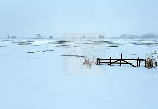 Sneeuwdek zorgt voor stemmig Biesboschlandschap. stock-image by Agami/Jacques van der Neut,