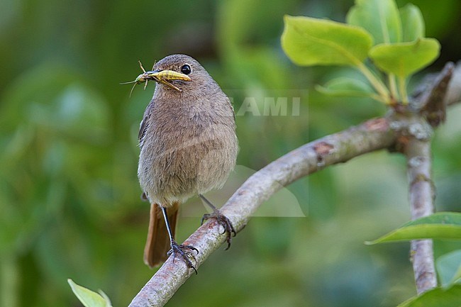 Black Redstart - Hausrotschwanz - Phoenicurus ochruros ssp. gibraltariensis, Germany, adult female stock-image by Agami/Ralph Martin,