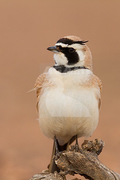 Temminck's Horned Lark - Saharaohrenlerche - Eremophila bilopha, Morocco stock-image by Agami/Ralph Martin,