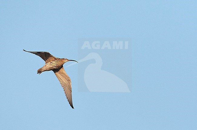 Adult Eurasian Curlew (Numenius arquata) in the Netherlands. Flying over meadows south of Amsterdam stock-image by Agami/Marc Guyt,