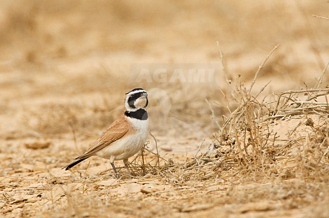 Temminck's Strandleeuwerik, Temminck's Lark, Eremophila bilopha stock-image by Agami/Marc Guyt,