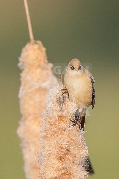 Juvenile male Bearded Reedling (Panurus biarmicus) perched in a reed bed on nature reserve Lentevreugd near Katwijk in the Netherlands. stock-image by Agami/Menno van Duijn,