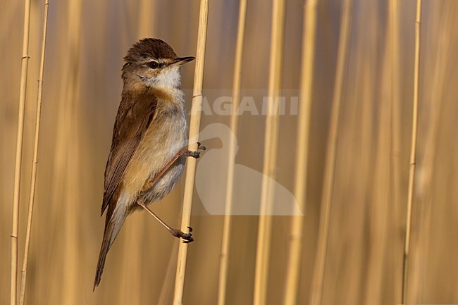 Veldrietzanger in rietstengel; Paddyfield Warbler in reed stem stock-image by Agami/Daniele Occhiato,