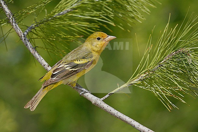 Adult female
Riverside Co., CA
May 2007 stock-image by Agami/Brian E Small,