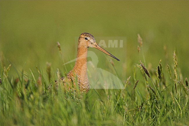 Grutto in weiland; Black-tailed Godwit in meadow stock-image by Agami/Menno van Duijn,