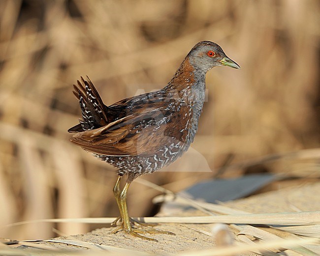 Adult Baillon's Crake (Porzana pusilla) during autumn migration at Sur in Oman. Standing right in the open, with cocked tail, in a swamp. stock-image by Agami/Aurélien Audevard,