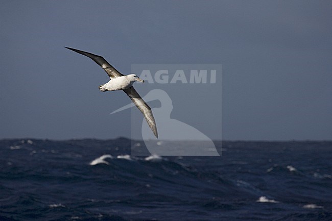immature Black-browed Albatross flying above open ocean; onvolwassen Wenkbrauwalbatros vliegend boven de oceaan stock-image by Agami/Marc Guyt,