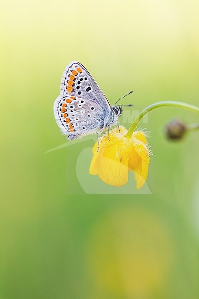 Brown argus, Aricia agestis stock-image by Agami/Wil Leurs,