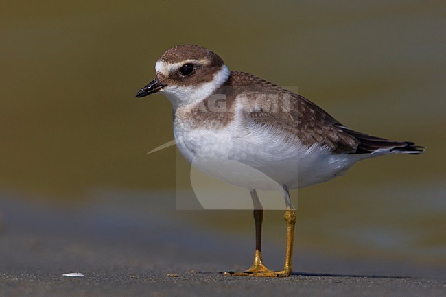 Bontbekplevier staand op het strand; Common Ringed Plover standing on the beach stock-image by Agami/Daniele Occhiato,