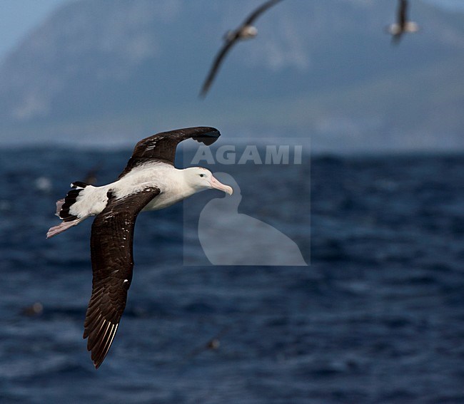 Tristanalbatros in vlucht voor Gough; Tristan Albatross in flight in front of Gough Island stock-image by Agami/Marc Guyt,