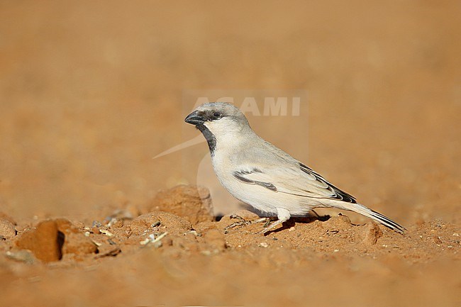 Desert Sparrow, Passer simplex, in Morocco. stock-image by Agami/Chris van Rijswijk,