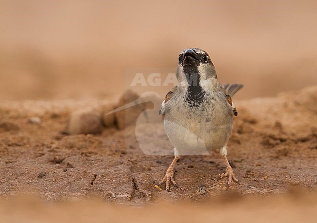 Huismus, House Sparrow, Passer domesticus ssp. tingitanus, adult, male, Morocco stock-image by Agami/Ralph Martin,