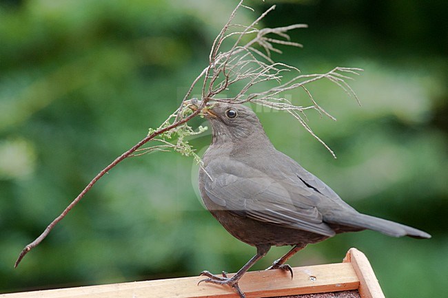 Vrouwtje Merel met nestmateriaal; Female Eurasian Blackbird with nesting material stock-image by Agami/Arnold Meijer,