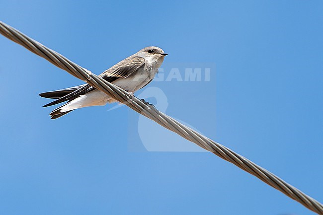 Pale Martin (Riparia diluta) during autumn migration in Mongolia. stock-image by Agami/Dani Lopez-Velasco,