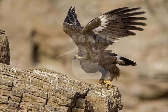 Onvolwassen Steppearend in zit; Immature Steppe Eagle perched stock-image by Agami/Daniele Occhiato,