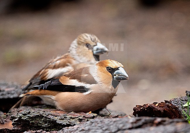 Hawfinch; Coccothraustes coccothraustes stock-image by Agami/Roy de Haas,