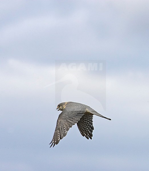 Merlin adult flying; Smelleken volwassen vliegend stock-image by Agami/Markus Varesvuo,