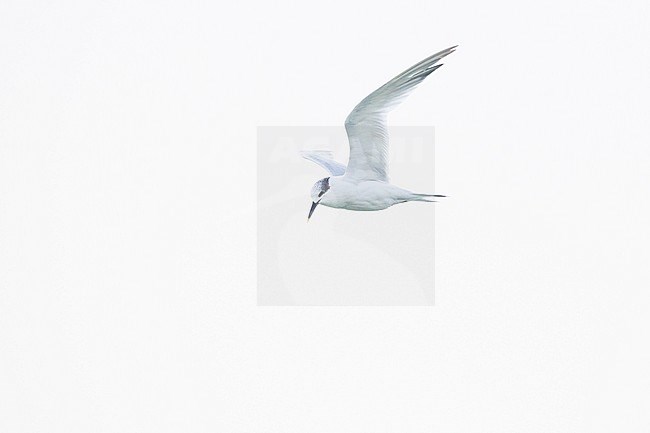 Sandwich tern, Sterna sandvicensis wintering in the Dutch delta. Adult in winter plumage flying by wings seen from under side. stock-image by Agami/Menno van Duijn,