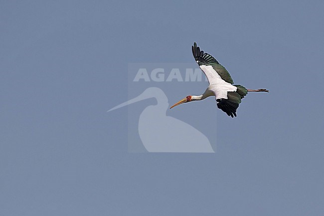 Adult Yellow-billed Stork (Mycteria ibis) in flight photographed from above stock-image by Agami/Mathias Putze,