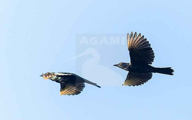 Brown-winged starling (Aplonis grandis) on the Solomon Islands. stock-image by Agami/Marc Guyt,