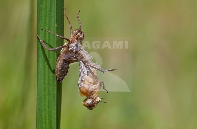 Uitsluipende Smaragdlibel; Emerging Downy Emerald stock-image by Agami/Fazal Sardar,