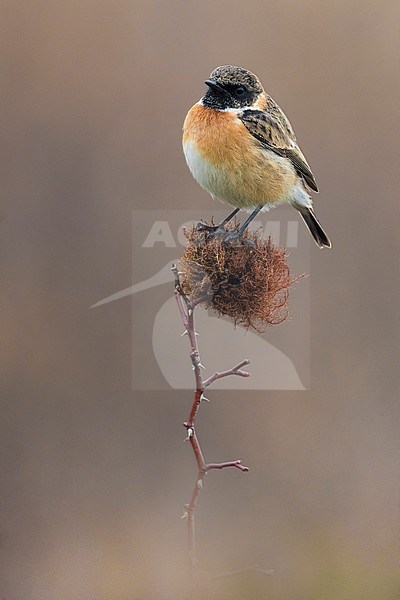 European Stonechat; Saxicola rubicola stock-image by Agami/Daniele Occhiato,