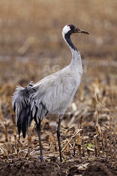 Kraanvogel, Common Crane stock-image by Agami/Chris van Rijswijk,