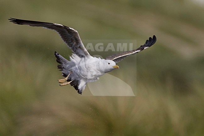 Onvolwassen Kleine Mantelmeeuw na een bad; Immature Lesser Black-backed Gull after a bath stock-image by Agami/Arie Ouwerkerk,