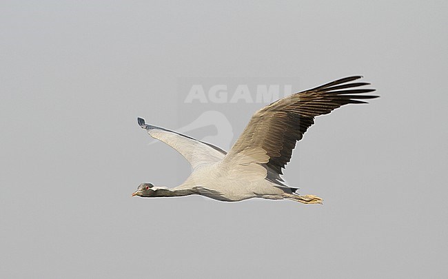 Jufferkraanvogel in vlucht; Demoiselle Crane (Anthropoides virgo) in flight stock-image by Agami/James Eaton,