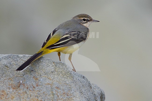 Grote Gele Kwikstaart staand op rots; Grey Wagtail perched on rock stock-image by Agami/Daniele Occhiato,