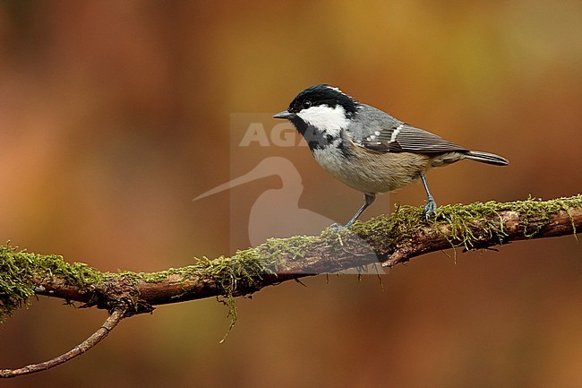 Zwarte mees zittend op bemoste tak; Coal tit sitting on mossy branch; stock-image by Agami/Walter Soestbergen,