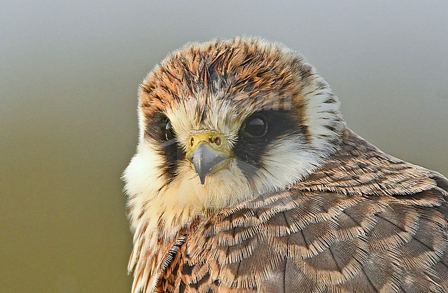 Falco vespertinus stock-image by Agami/Eduard Sangster,