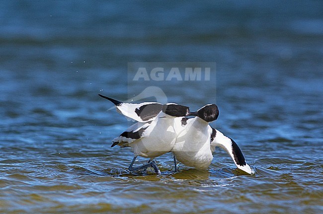 Kluten baltsend, Pied Avocets displaying stock-image by Agami/Hans Germeraad,