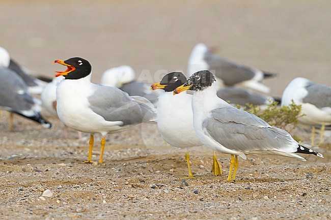 Pallas's Gull - Fischmöwe - Larus ichthyaetus, Oman, adult in summerplumage stock-image by Agami/Ralph Martin,