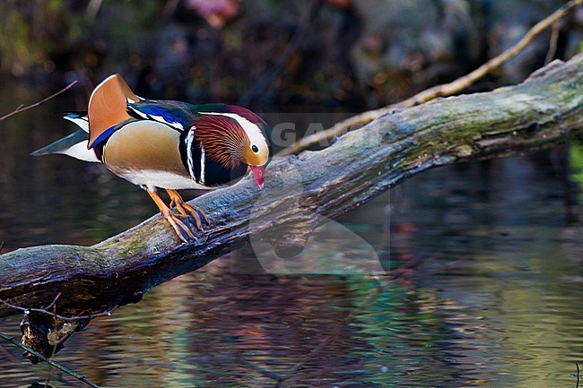 Mandarin Duck, Aix galericulata adult male standing on branch over stream stock-image by Agami/Menno van Duijn,
