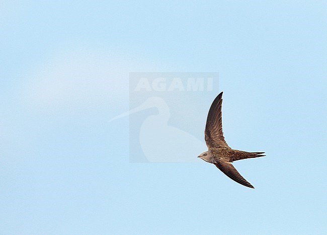 Pallid Swift (Apus pallidus) in flight in Spain. stock-image by Agami/Ran Schols,