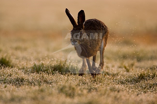 Europese Haas, European Hare stock-image by Agami/Menno van Duijn,