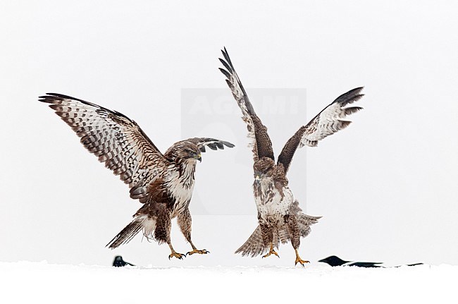 Buizerds vechtend in sneeuw; Common Buzzards fighting in snow stock-image by Agami/Bence Mate,