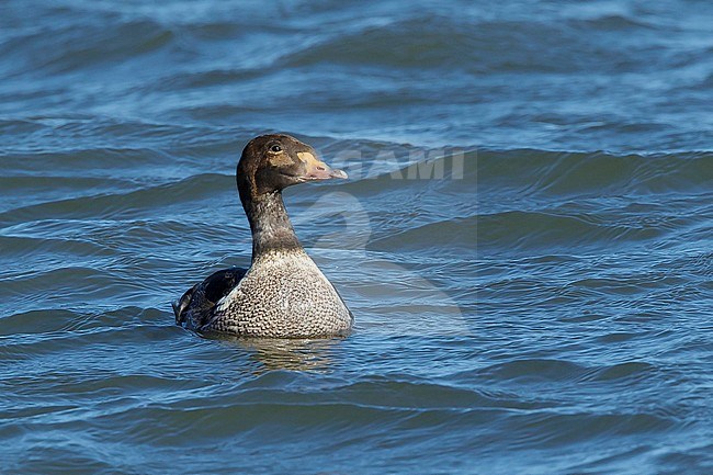 1st winter male King Eider (Somateria spectabilis)
Ocean Co., N.J.
March 2017 stock-image by Agami/Brian E Small,