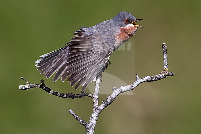 Oostelijke Baardgrasmus; Eastern Subalpine Warbler stock-image by Agami/Daniele Occhiato,