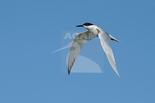 Adult Cabot's Tern (Thalasseus acuflavidus) in flight against a blue sky at Galveston County, Texas, USA. stock-image by Agami/Brian E Small,