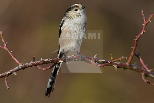 Italian Long-tailed Tit perched on a branch;  Italiaanse Staartmees zittend op een tak stock-image by Agami/Daniele Occhiato,