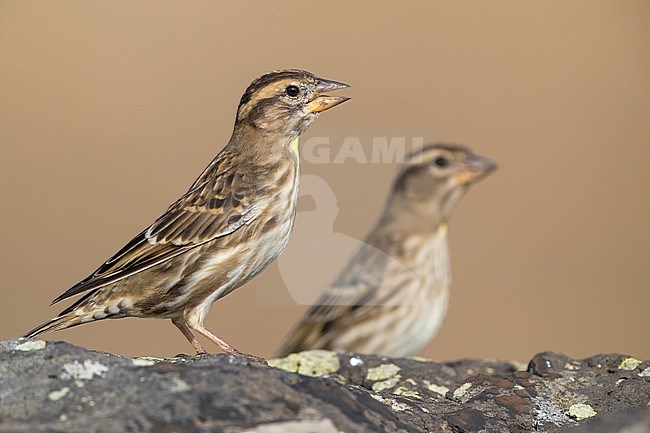 Rock Sparrow (Petronia petronia) perched on a rocky floor stock-image by Agami/Daniele Occhiato,