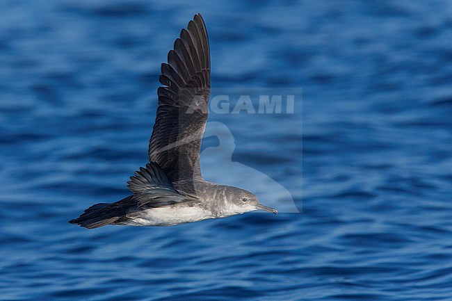 Yelkouan Shearwater (Puffinus yelkouan), side view of an adult in flight in Italy stock-image by Agami/Saverio Gatto,