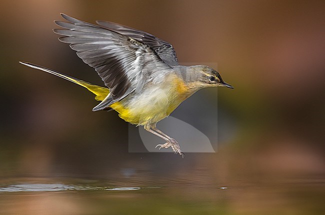 Grey Wagtail (Motacilla cinerea) in Italy. stock-image by Agami/Daniele Occhiato,