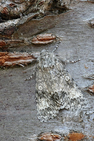 Poplar Grey, Schilddrager stock-image by Agami/Bas Haasnoot,